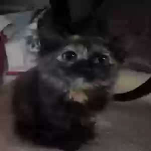 found female cat unknown