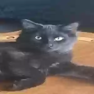 lost male cat little man