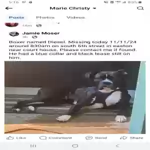 lost male dog unknown