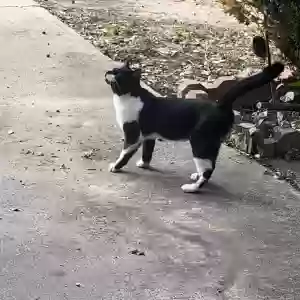 found male cat unknown