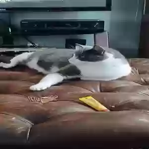 lost male cat blue