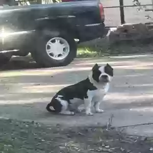 lost male dog legend