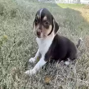 lost female dog leia