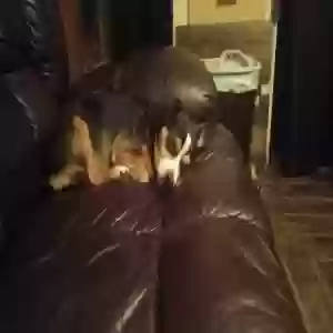 lost female dog boo boo