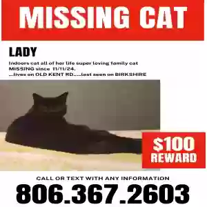 lost female cat lady