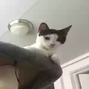 lost male cat dean