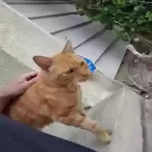 lost male cat kimchi
