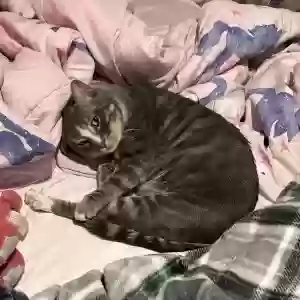 lost male cat charlie
