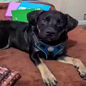 lost male dog boss