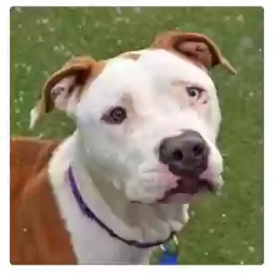 lost male dog beast or sully