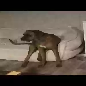 lost male dog duke