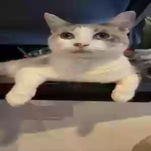 lost male cat snoopy