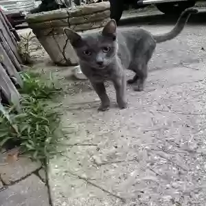 found female cat unknown