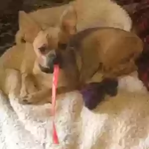 lost male dog hodor