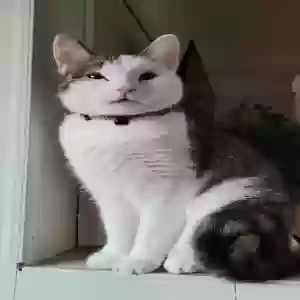 lost male cat elton