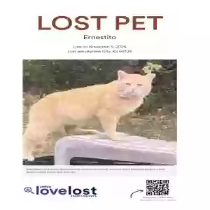 lost male cat ernestito