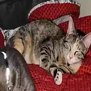lost female cat emmy