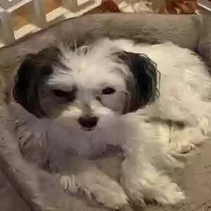 lost female dog wrennie