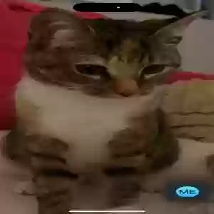 lost female cat amber