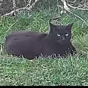 lost male cat blacki