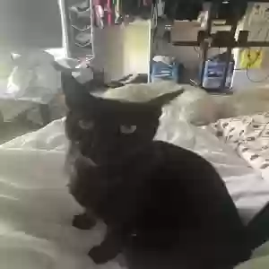 lost female cat luna