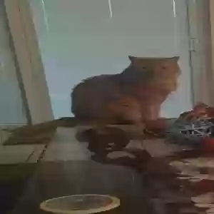 lost male cat oliver