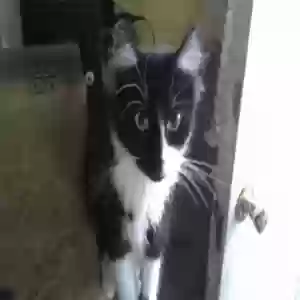 lost male cat gizmo