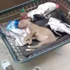 lost male dog forty