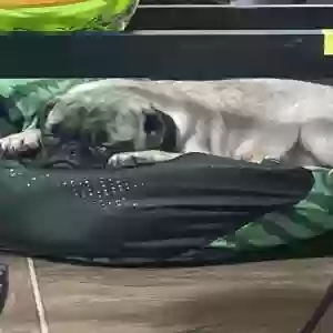 lost male dog jimmy