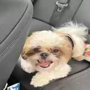 lost male dog beethoven
