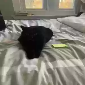 lost female cat licky