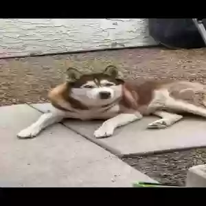 lost male dog dino