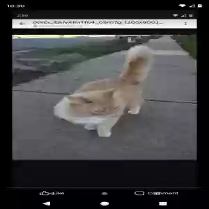 lost male cat theo