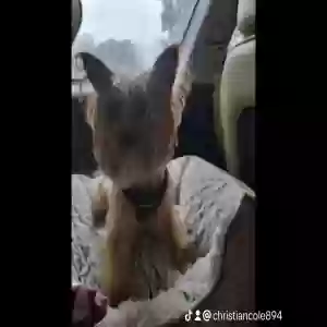 lost male dog cash