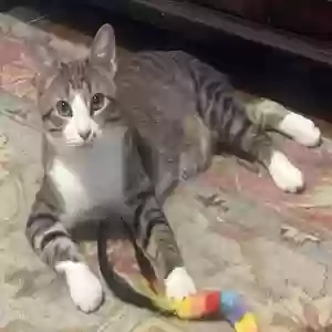 lost male cat chowder