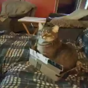 lost female cat saturn
