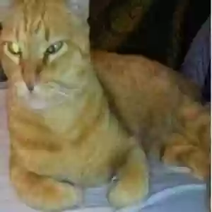 lost male cat sterling