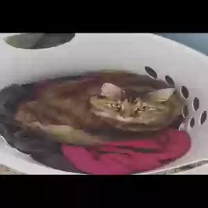 lost female cat syl