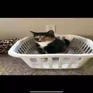 lost female cat maya