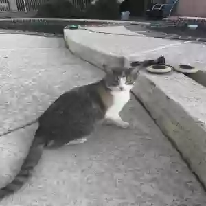 lost female cat gracie