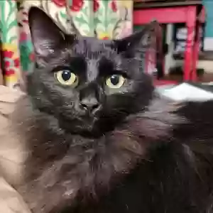 lost female cat shirley