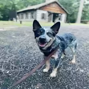 lost male dog manchas