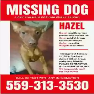 lost female dog hazel