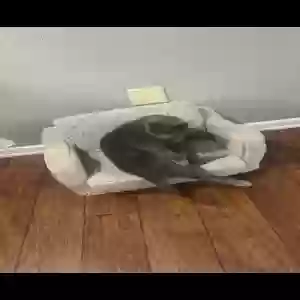 lost male cat ricky