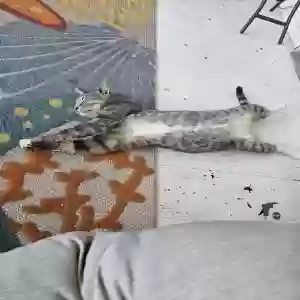 lost male cat archie