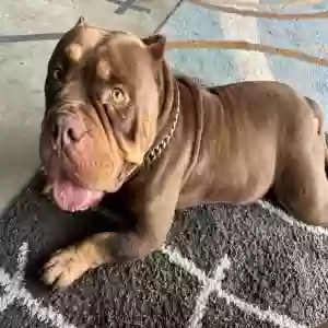 lost male dog smoke