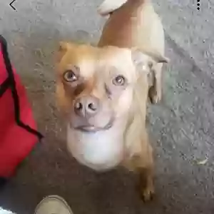 lost male dog teeny