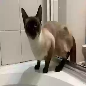 lost female cat katara
