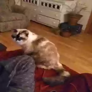 lost female cat dejá