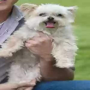 lost female dog sprinkles